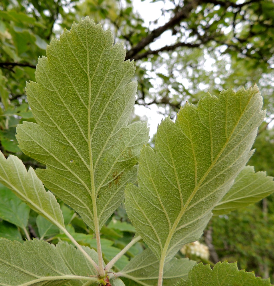 Scandosorbus intermedia - ruotsinpihlajan lehtilavan alapuoli on kellanharmaan huopakarvainen. Kaikki liuskat ovat lavan kärjen tavoin terävähampaiset. Lehtiruoti on täysikasvuisissa lehdissä yleensä noin 1,5-3 cm pitkä ja tiheäkarvainen. Ruodin tyvellä olevat korvakkeet ovat rihmamaisen kapeat ja noin 5-10 mm pitkät. Ne muuttuvat pian ruskeiksi ja varisevat viimeistään kukinnan jälkeen. 13.6.2014. Copyright Hannu Kämäräinen.
