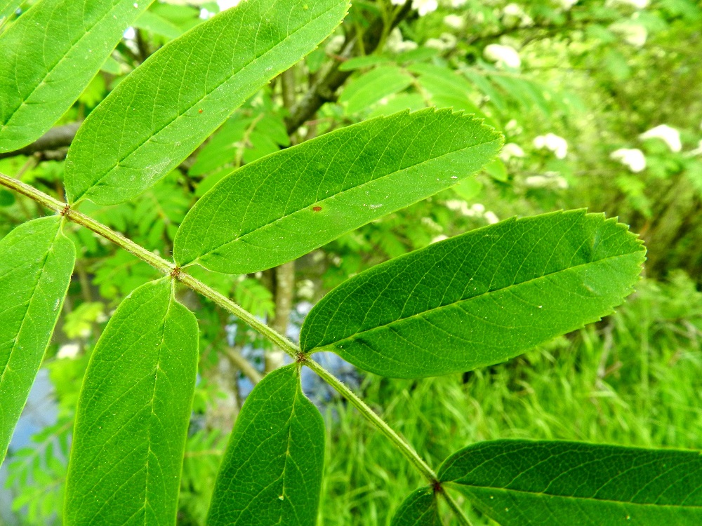 Sorbus aucuparia ssp. aucuparia - etelänkotipihlajan lehdykät ovat päältä vihreät ja pinnanmyötäisesti karvaiset tai vähäkarvaiset. Lehdyköiden laidan hammastus vaihtelee suuresti. Kuvan lehdykät edustavat toista ääripäätä, jossa hampaita on vain kärkiosassa. Aikaisemmin pihlajat, joiden lehdyköiden tyvikolmannes oli hampaaton, kuuluivat muunnokseen var. heteromorpha. Viime vuosina muunnosjaottelusta on luovuttu todennäköisesti siksi, että lehdyköiden hampaisuus on aika portaattomasti liukuva ja voi vaihdella jopa samassa lehdessäkin. Lehden keskirangan yläpinnalla on lehdykkäparien kohdalla punertavia tai punaruskeita nystyjä. EH, Hämeenlinna, Ojoinen, Paroinen, jätevedenpuhdistamon luoteispuolisen ojalammikon ranta, 11.6.2012. Copyright Hannu Kämäräinen.