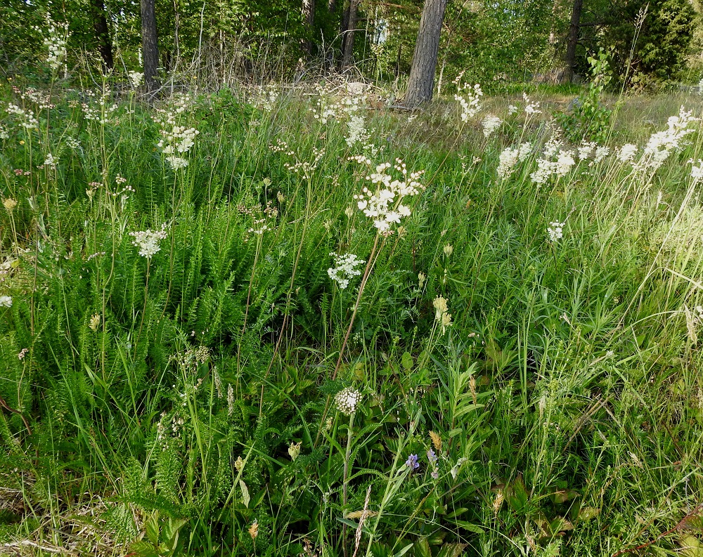 Filipendula vulgaris - sikoangervo on Suomessa muinaistulokas eli se on saapunut maahan ihmisen toiminnan avustamana ennen 1600-luvun puoltaväliä. Se on yleinen Ahvenanmaan ja Varsinais-Suomen eliömaakunnissa sekä harvinainen Uudenmaan, Satakunnan ja Etelä-Hämeen eliömaakunnissa. Lisäksi lajista on vain harvoja tulokashavaintoja muista eliömaakunnista. A, Finström, Bamböle, Bergövägenin laitaruohikko Svartsmaravägenin risteyksen länsipuolella, 19.6.2023. Copyright Hannu Kämäräinen.