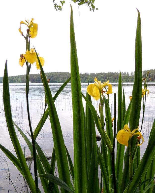 Iris pseudacorus - keltakurjenmiekan aluslehdet ovat tyveä lukuun ottamatta litteät, tasalevyisen kapeat ja noin 1-4 cm leveät. Kärjestään ne suippenevat tasaisesti pitkäksi ja teräväksi kärjeksi. Lehdet ovat kaljut ja pinnaltaan sileät tai toisinaan, kuten kuvasarja osoittaa, aaltoilevat. EH, Hämeenlinna, Loimalahti, Alajärven Tervaniemen pohjoisranta, 23.6.2013. Copyright Hannu Kämäräinen.