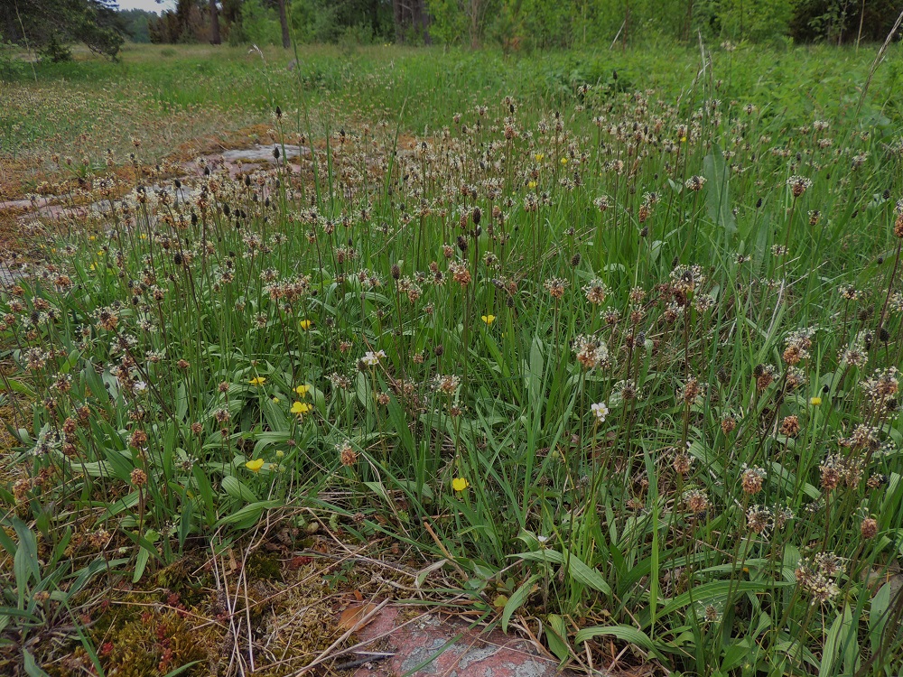 Plantago lanceolata - heinäratamon kasvupaikkoina ovat lähinnä kedot, ahot, niityt, nurmet, pientareet ja joutomaat sekä tien- ja radanvarret ym. kuivahkot ja avoimet paikat. A, Eckerö, Storby, postitalon eteläpuolinen kallioketoalue, 29.5.2013. Copyright Hannu Kämäräinen.