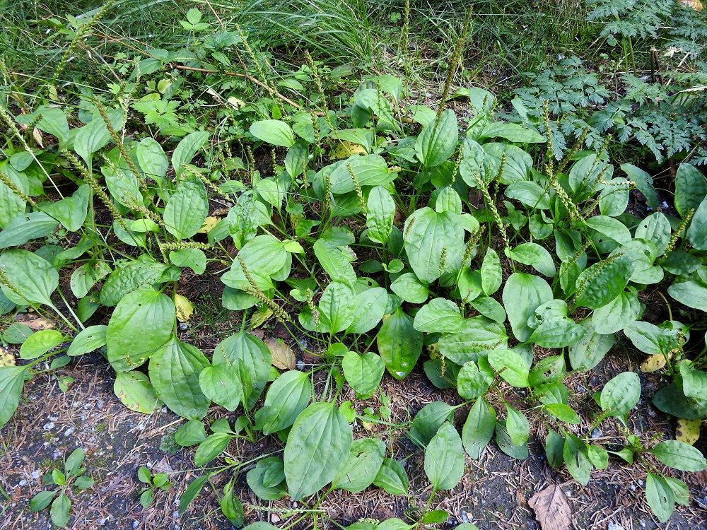 Plantago major subsp. major - kyläpiharatamon kasvupaikkoina ovat lähinnä pihat, teiden ja muiden urien laiteet, pellot, nurmet, kentät ja joutomaat sekä muut tallatut alueet, myös rannat. Tuulipölytteisyys varmistaa lähes täydellisen siemensadon. Yksi monivanainen yksilö voi tuottaa kesän aikana jopa yli 20 000 siementä. Mikä siemenmäärä syntyykään kuvassa näkyvällä, pienellä uranlaitapätkällä! Sateen tai yökosteuden vaikutuksesta siemenet limautuvat ja tarttuvat ohikulkevien eläinten ja ihmisten matkaan uusille kasvupaikoille. Pohjois-Amerikan intiaanit antoivat tälle alkuaan eurooppalaiselle lajille kuvaavan nimen, valkoisen miehen jalanjälki, koska laji levisi saumattomasti uudisasukkaitten mukana. EH, Hämeenlinna, Aulangon ja Idänpään kaupunginosien raja-alue, Aulangonjärven eteläpää, järven rantaa seurailevan ulkoilureitin laide, 31.7.2021. Copyright Hannu Kämäräinen.