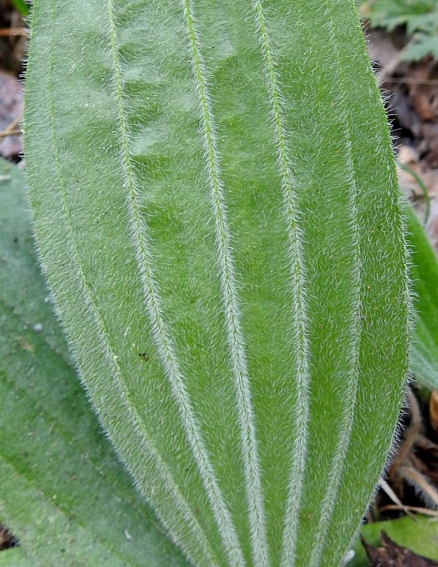 Plantago media - soikkoratamon lehdet ovat myös alapinnaltaan valkoisen pehmeäkarvaiset. Tiheintä karvoitus on koholla olevissa suonissa. A, Finström, Bastö, koilliskulma, Ekudden, tammi- ja saarnivaltainen niemi, 18.6.2023. Copyright Hannu Kämäräinen.