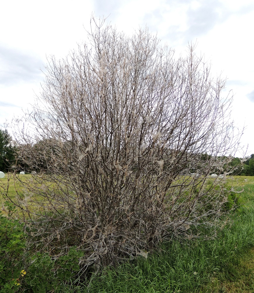 Prunus padus subsp. padus - etelänlehtotuomen kasvustot joutuvat aika ajoin totaalisen hyväksikäytön kohteeksi, kun tuomenkehrääjäkoilla, Yponomeuta evonymella, on alueella massaesiintymä. Silloin niiden toukat voivat kietoa tuomet kokonaan vaaleanharmaaseen seittipussiin ja syödä oksat täysin lehdettömiksi. EH, Valkeakoski, Sääksmäki, Rapolantien (tie 130) ja Huittulantien (tie 3071) kulmauksessa oleva peltoalue, Kirkkovainio, alueen lounaisosan sarkaoja, 9.6.2013. Copyright Hannu Kämäräinen.