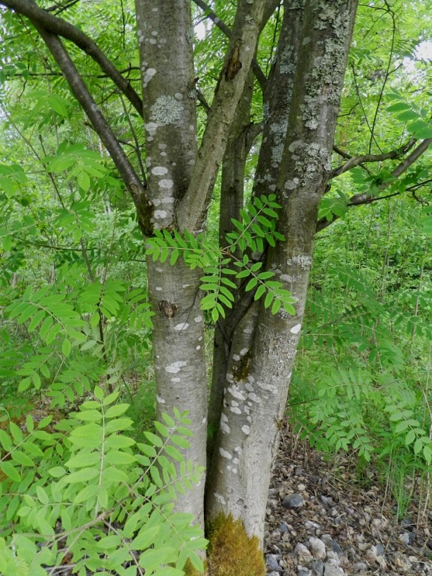 Sorbus aucuparia ssp. aucuparia - etelänkotipihlajan runko ja haarat ovat harmaat ja sileät. Puumaisten yksilöiden rungon läpimitta on usein 10-25 cm, mutta vanhoilla jättiyksilöillä se voi olla jopa 85 cm. EH, Hämeenlinna, Keinusaari, Varikonniemen tyvi radan varressa, metsikköalueen laide, 30.5.2012. Copyright Hannu Kämäräinen.