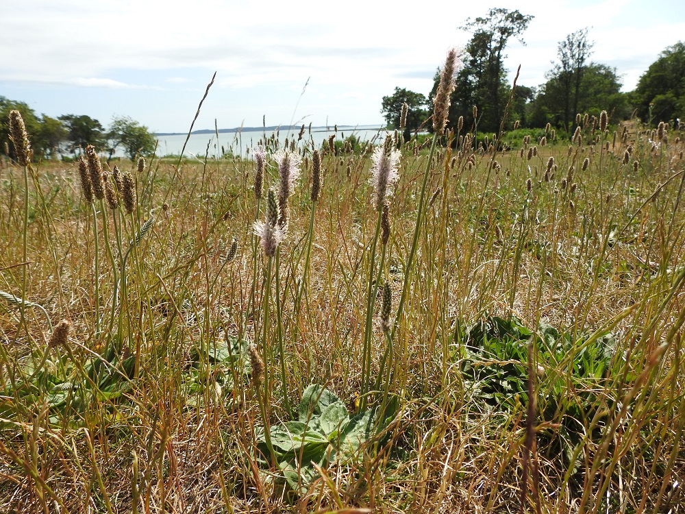 Plantago media - soikkoratamo on Suomessa muinaistulokas eli se on saapunut maahan ihmisen toiminnan avustamana ennen 1600-luvun puoltaväliä. Muinaistulokkaana se on yleinen Ahvenanmaalla ja harvinainen Varsinais-Suomen, Uudenmaan ja Etelä-Karjalan eliömaakunnissa. Harvinaisena uustulokkaana laji on levinnyt etelästä päin Perä-Pohjanmaan ja Koillismaan eliömaakuntiin saakka. A, Sund, Bomarsund, päälinnoituksen raunioalueen lounaislaidan vallin päällys, 23.6.2023. Copyright Hannu Kämäräinen.