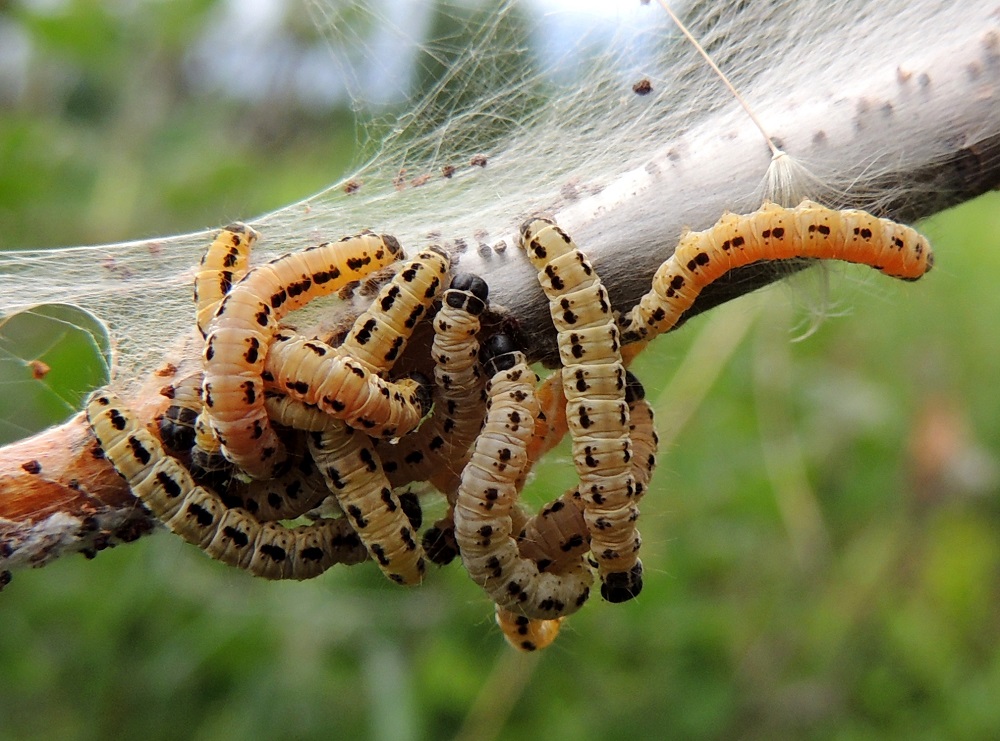 Prunus padus subsp. padus - etelänlehtotuomi on sopeutunut luonnon kiertokulkuun kuuluvaan ja aika ajoin toistuvaan tuomenkehrääjäkoin aiheuttamaan täystuhoon. Se kasvattaa kesällä oksiinsa uudet lehdet. Kasvua tämä energiaa vaativa lehtiverhon toinen "painos" hieman heikentää, mutta kauaskantoisempaa haittaa tuplaponnistuksesta ei aiheudu. EH, Valkeakoski, Sääksmäki, Rapolantien (tie 130) ja Huittulantien (tie 3071) kulmauksessa oleva peltoalue, Kirkkovainio, alueen lounaisosan sarkaoja, 9.6.2013. Copyright Hannu Kämäräinen.