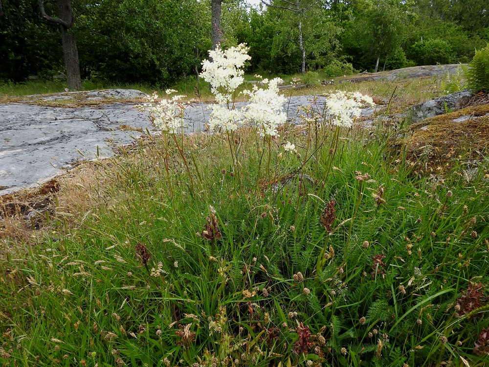 Filipendula vulgaris - sikoangervo on monivuotinen, pysty ja yleensä noin 30-50 cm mutta toisinaan jopa 80 cm korkea ruoho. Se kasvaa lähinnä kedolla, rinneniityillä, penkereillä, kalliolla ja kuivahkoilla pientareilla. Laji on kalkinsuosija. Kuvassa seuralaislajeina ovat mm. seljakämmekkä, Dactylorhiza sambucina, heinäratamo, Plantago lanceolata ja eteläntuoksusimake, Anthoxanthum odoratum. A, Lemland, Nåtö, saaren pohjoisosan luonnonsuojelualue biologisen aseman (Norrgård) kaakkoispuolella, Järsövägenin varrella oleva kallioketoalue, 10.6.2024. Copyright Hannu Kämäräinen.