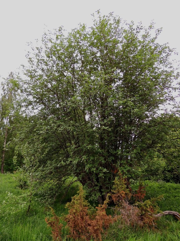 Hedlundia hybrida - suomenpihlaja on usein monirunkoinen ja puumaisena kasvaessaan yleensä enintään 10 m korkea. Haarat ovat tavallisesti pitkiä ja siirottavia. Lajin luontainen esiintymisalue rajoittuu Ahvenanmaan ja Varsinais-Suomen eliömaakuntiin, joissa se on yleinen tai yleisehkö. Lajia käytetään laajasti myös piha-, puisto- ja kujannepuuna, ja se on lintujen levittämänä jossain määrin villiytynyt asutuksen lähiluontoon erityisesti Uudenmaan ja Etelä-Hämeen eliömaakunnissa.  A, Finström, Godby, Getavägenin (tie 4) varsi hieman kylän luoteispuolella, 30.5.2013. Copyright Hannu Kämäräinen.