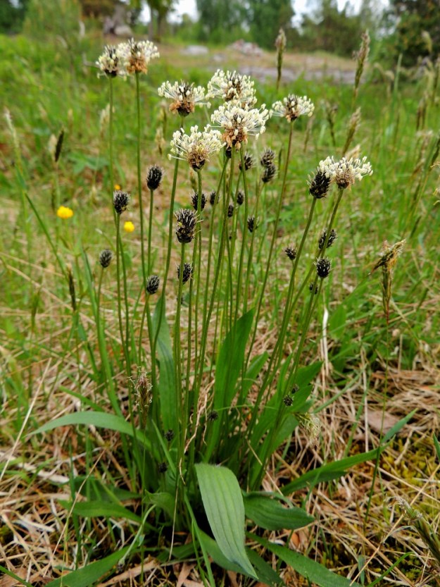 Plantago lanceolata - heinäratamo on monivuotinen, hyvin muunteleva ruoho ja vanakasvi, joka on tavallisesti noin 10-50 cm korkea ja monivanainen. Lehdet ovat yleensä pystyhkönä tyviruusukkeena. Kukintovanat ovat suorat tai kaarevatyviset ja usein noin kaksi kertaa lehtiä pitemmät. Kukinnon alapuolinen vana on haaraton, lehdetön ja noin 10-45 cm pitkä. A, Eckerö, Storby, postitalon eteläpuolinen kallioketoalue, 29.5.2013. Copyright Hannu Kämäräinen.