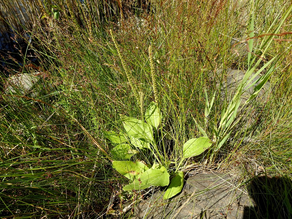 Plantago major subsp. intermedia - rantapiharatamo on Suomessa alkuperäinen rannoilla ja erityisesti merenrannoilla. Se kasvaa yleisenä Ahvenanmaalla ja koko Suomenlahden rannikolla sekä Pohjanlahden rannikolla ainakin Keski-Pohjanmaan eliömaakuntaan saakka. Lisäksi se on tulokkaana levinnyt myös sisämaahan lähinnä tienvarsille, pihoihin ja joutomaille. EP, Närpiö, Knåpnäs, Boviken-merenlahden länsipuolella oleva Korsgrundet lähellä Kaskisten rajaa, Knåpnäsvägenin länsipuolinen, isokivinen merenranta vajaat 200 m tien alusta, 18.7.2021. Ellei toisin mainita, kuvat ovat tältä samalta kasvupaikalta. Copyright Hannu Kämäräinen.