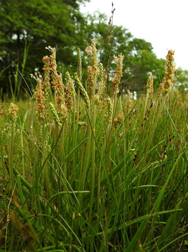 Plantago maritima - meriratamo on monivuotinen ruoho ja vanakasvi, joka on tavallisesti noin 10-30 cm korkea ja monivanainen. A, Lemland, Nåtö, saaren pohjoisosan luonnonsuojelualue, itäosa, laajahkon lahdelman leveä rantaniittykaista, joka aika ajoin vetinen, 18.6.2023. Copyright Hannu Kämäräinen.