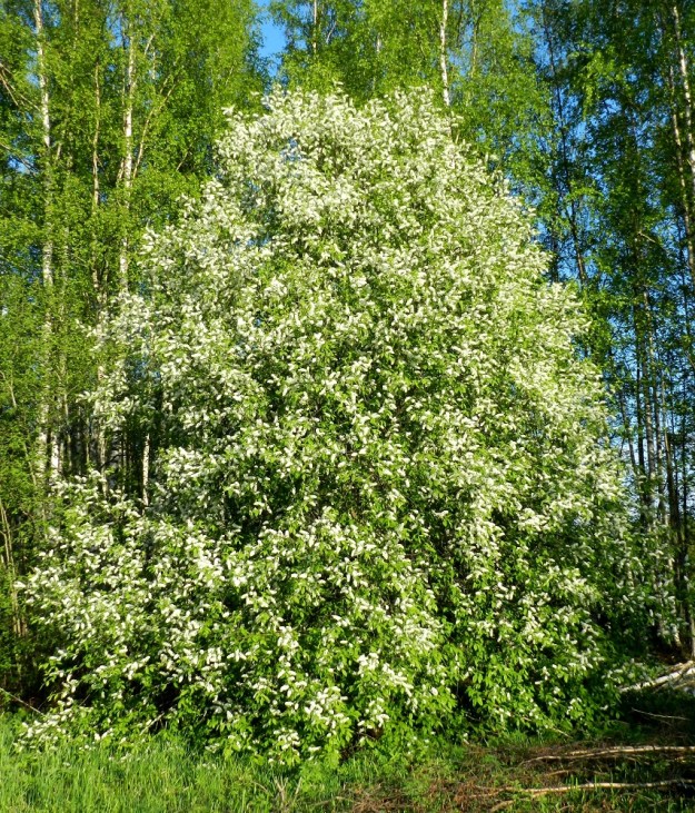 Prunus padus subsp. padus - etelänlehtotuomi on riittävän avoimella paikalla kasvaessaan luonnonkasvinakin, varsinkin kukkiessaan, usein sopusuhtaisen pyöreämuotoinen ja hyvin koristeellinen. Ei ihme, että sitä käytetään myös puisto- ja puutarhapuuna. Puumaisena kasvaessaan se voi yltää jopa 15 m korkeaksi. EH, Hattula, Rahkoila, Vanajaveden Koreilanlahden rantaniittyalueen ja rantapuuston raja, 23.5.2012. Copyright Hannu Kämäräinen.