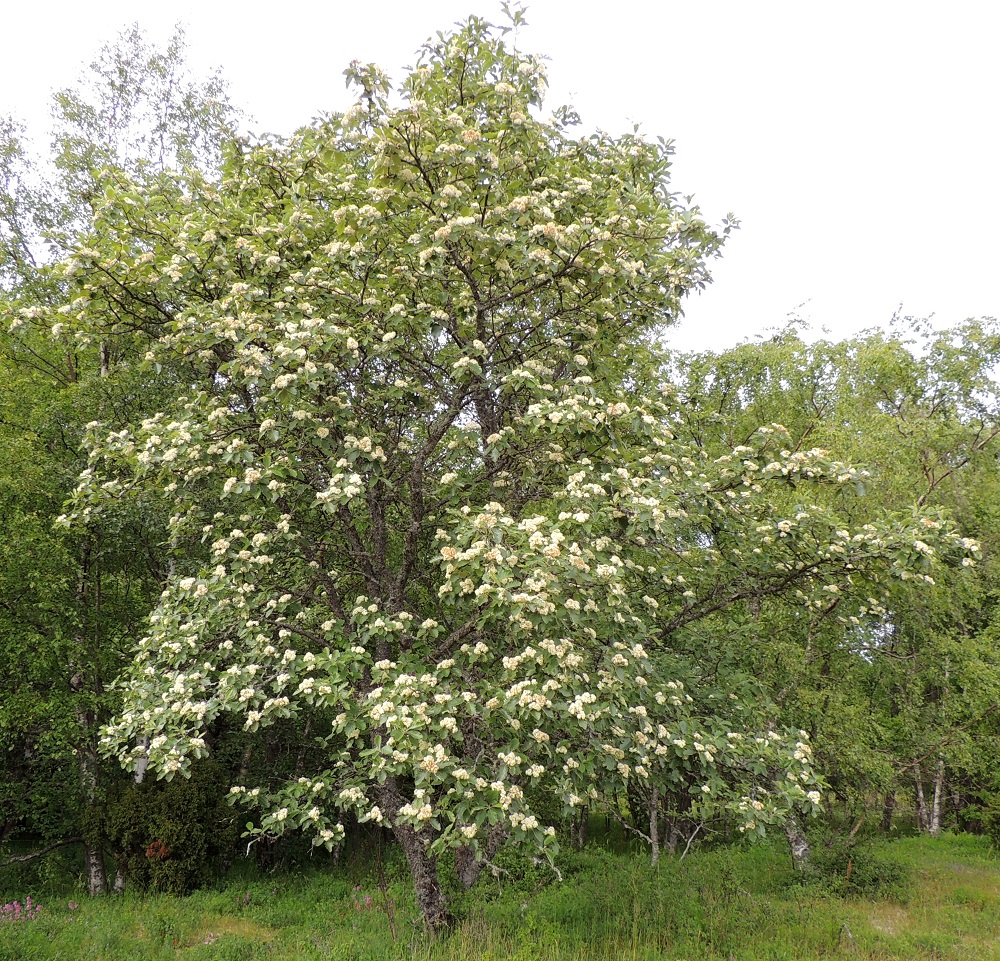 Scandosorbus intermedia - ruotsinpihlaja on iso pensas tai puu, joka on usein monirunkoinen ja yleensä noin 3-10 m korkea. Toisinaan korkeutta voi olla hieman enemmänkin. Kasvupaikkoina ovat lähinnä kalliolehdot, kivikkoiset ja kallioiset niityt sekä kedot, rantakallioalueet ja erilaiset pientareet sekä asutuksen lähialueet. A, Lemland, eteläpää, Björkö, Herröskatanin luonnonsuojelualue, eteläosan kallioketoalue, 13.6.2014. Ellei toisin mainita, kuvat ovat tältä samalta kasvupaikalta. Copyright Hannu Kämäräinen.
