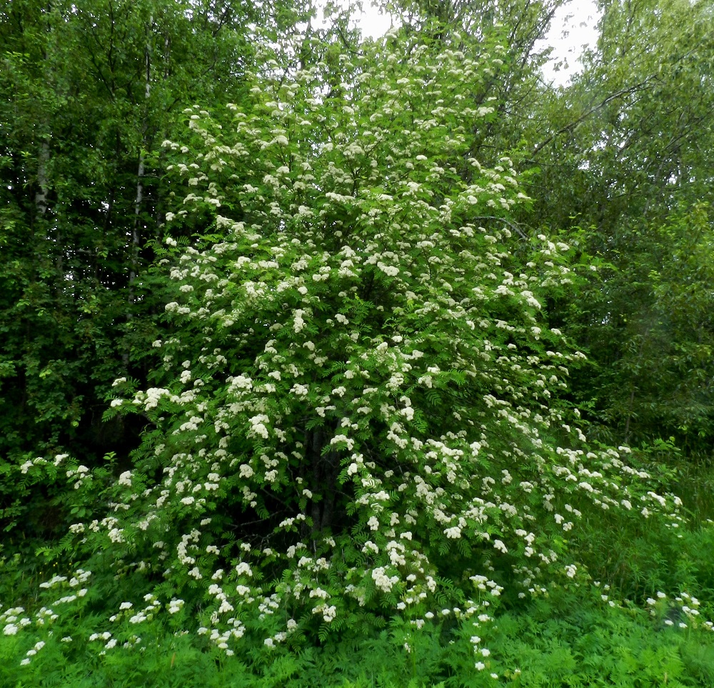 Sorbus aucuparia ssp. aucuparia - etelänkotipihlaja on iso pensas tai puu, joka on usein monirunkoinen. Se on yleensä noin 4-12 m korkea. Haarat ja oksat ovat tavallisesti pitkiä, yläviistoon, sivulle ja alaviistoon siirottavia. Näyttävyytensä vuoksi se on ollut myös perinteinen pihapuu ja puistojen koriste. EH, Hämeenlinna, Kantola, Vanajantieltä Turun valtatielle nousevan liittymän laitametsikön reuna, 10.6.2012. Copyright Hannu Kämäräinen.