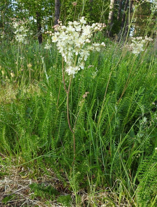 Filipendula vulgaris - sikoangervon varret ovat yleensä latvakukintoon saakka haarattomat, mutta toisinaan kukintohaaroja on myös hieman alempana varrella. Varsi on liereä tai matalasärmäinen ja kalju sekä vihreä, vihreänruskea tai punertava. Aluslehtiä on paljon, ja varsilehtiä on kierteisesti useimmiten yhdestä kolmeen. A, Finström, Bamböle, Bergövägenin laitaruohikko Svartsmaravägenin risteyksen länsipuolella, 19.6.2023. Copyright Hannu Kämäräinen.