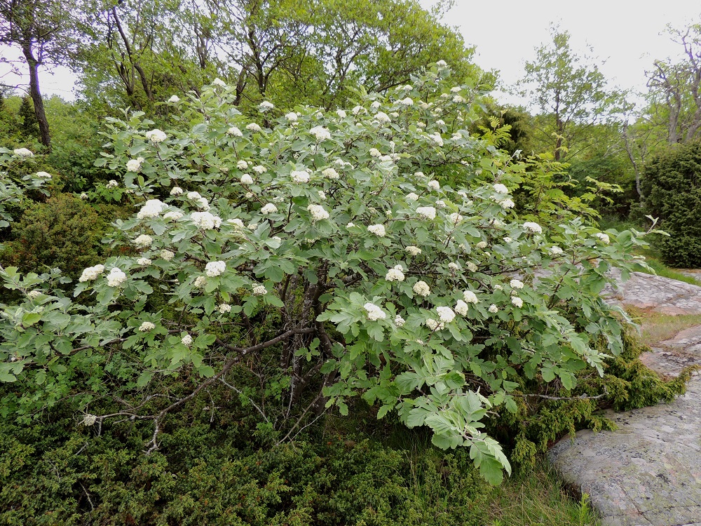 Hedlundia hybrida - suomenpihlajan pensasmaiset yksilöt ovat muutaman metrin korkuisia, mutta kasvutavan vuoksi ei aina tiedä, kutsuisiko näkemiään yksilöitä puiksi vai pensaiksi. A, Lemland, Järsö, Lilla Björkö -niemen eteläpää, Söderfjärden-merenlahden rantakallioalue, 9.6.2014. Copyright Hannu Kämäräinen.