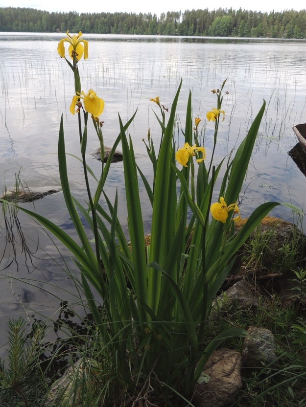 Iris pseudacorus - keltakurjenmiekka on Suomen näyttävimpiä, ruohovartisia luonnonkasveja. Se on tavallisesti noin 60-120 cm korkea. Pystyjen varsien keltaiset kukat ovat kookkaat. Aluslehdet ovat miekkamaiset ja yleensä noin 50-90 cm pitkät. EH, Hämeenlinna, Loimalahti, Alajärven Tervaniemen pohjoisranta, 23.6.2013. Copyright Hannu Kämäräinen.