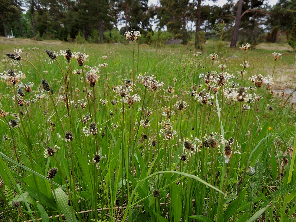 Plantago lanceolata - heinäratamo on Suomessa muinaistulokas. Muinaistulokkaana se on yleinen Ahvenanmaan ja Varsinais-Suomen eliömaakunnissa sekä harvinainen Uudenmaan, Etelä-Karjalan ja Etelä-Hämeen eliömaakunnissa. Muualla Suomessa laji on pohjoiseen päin harvinaistuen uustulokas. Muinaistulokaskantojen kukintotähkät ovat palleromaisia tai munanmuotoisia ja uustulokkailla usein pitkän lieriömäisiä. A, Eckerö, Storby, postitalon eteläpuolinen kallioketoalue, 29.5.2013. Copyright Hannu Kämäräinen.