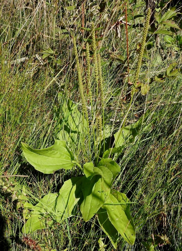 Plantago major subsp. intermedia - rantapiharatamo on monivuotinen ruoho ja vanakasvi, joka on noin 5-30 cm korkea. Lehdet ovat tyviruusukkeena. Kukintovanat nousevat lehtihangoista pystyhköinä, tyveltä kohenevina tai jopa alustanmyötäisinä. Kukinnon alapuolinen vana on haaraton, lehdetön ja noin 3-20 cm pitkä. 18.7.2021. Copyright Hannu Kämäräinen.