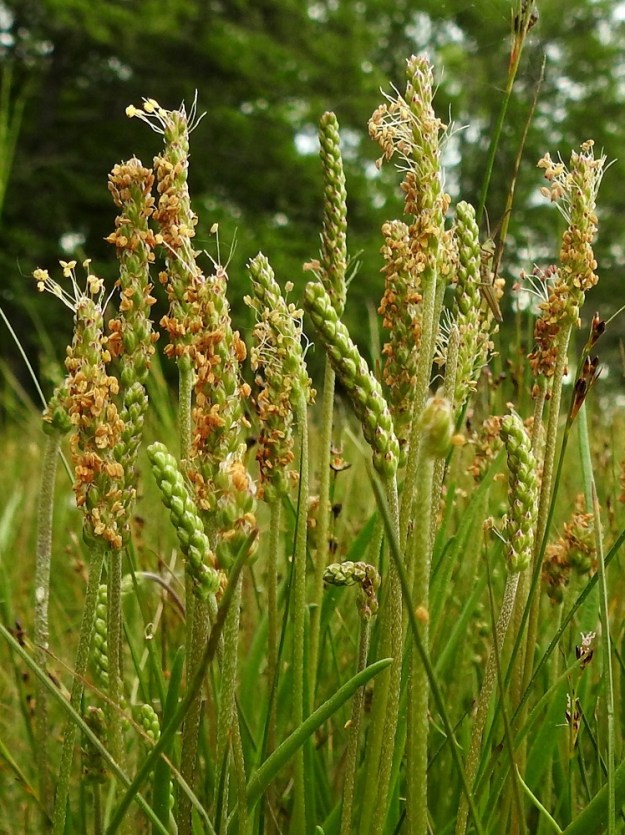 Plantago maritima - meriratamon kukintovanat ovat suorat tai kaarevatyviset ja yleensä lehtiä pitemmät. Kukinnon alapuolinen vana on haaraton, lehdetön, vihreä, vihreänruskea tai punaruskea ja liereä sekä tiheään valkoisen lyhyt- ja myötäkarvainen. Se on noin 7-25 cm pitkä ja noin 1-3 mm paksu. Kukinto on tiheä ja yleensä lieriömäinen tähkä, joka on tavallisesti noin 2-7 cm pitkä ja ilman heteitä noin 4-7 mm paksu. A, Lemland, Nåtö, saaren pohjoisosan luonnonsuojelualue, itäosa, laajahkon lahdelman leveä rantaniittykaista, joka aika ajoin vetinen, 18.6.2023. Copyright Hannu Kämäräinen.