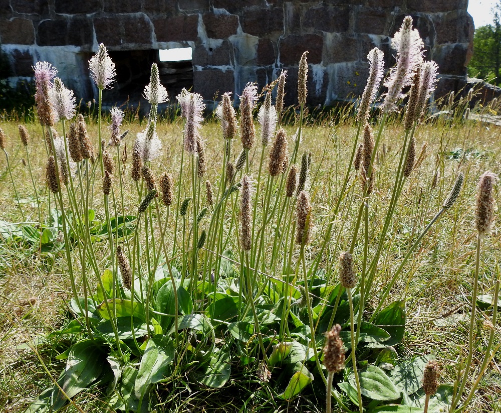 Plantago media - soikkoratamon kukintovanat ovat yleensä kaarevatyvisiä ja lehtiä selvästi pitempiä. Kukinnon alapuolinen vana on haaraton, lehdetön ja yleensä vihreä sekä noin 15-45 cm pitkä ja noin 1,5-2,5 mm paksu. A, Sund, Bomarsund, päälinnoituksen raunioalueen lounaislaidan vallin päällys, 23.6.2023. Copyright Hannu Kämäräinen.