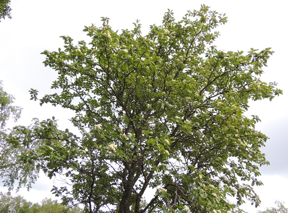 Scandosorbus intermedia - ruotsinpihlajan haarat ovat tavallisesti pitkiä ja yläviistoon siirottavia. Niinpä latvus on usein pyöreän kupumainen. Lajin luontainen esiintymisalue rajoittuu Ahvenanmaan ja Varsinais-Suomen eliömaakuntiin, joissa se on suhteellisen harvinainen. Ruotsinpihlajaa käytetään laajasti myös piha-, kadunvarsi- ja puistopuuna. Lintujen levittämänä se on myös jossain määrin villiytynyt asutuksen lähiluontoon etelästä päin Satakunnan, Etelä-Hämeen ja Etelä-Savon sekä länsirannikkoa myöten Keski-Pohjanmaan eliömaakuntiin saakka. 13.6.2014. Copyright Hannu Kämäräinen.