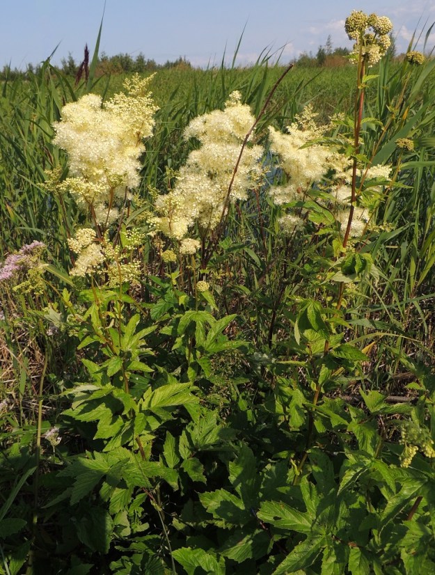 Filipendula ulmaria - (niitty)mesiangervon varret ovat vihreät, vihreänruskeat tai punaruskeat. Kasvupaikkoina ovat lähinnä niityt, entiset peltoalueet, kaikenlaiset pientareet, metsänreunat, ojat, rantaniityt ja -pensaikot, lehdot ja muut kosteat metsät, lehtokorvet sekä letot ja lähteiköt. OP, Oulu, Oulunsalo, Pajuniemi, Riuttu, Hailuodon lauttarantaan vievän tien lounaispuolinen, Riutunkainalo-merenlahden ranta-alue, 17.7.2015. Copyright Hannu Kämäräinen.