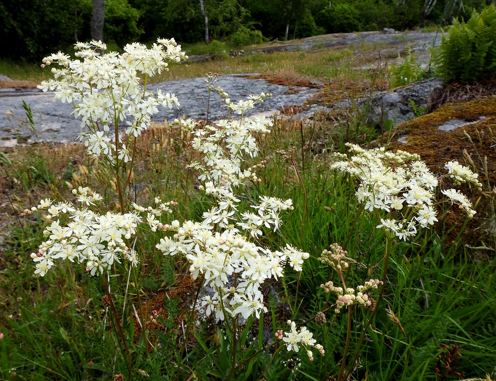 Filipendula vulgaris - sikoangervon kukinto on laaja, haarova, runsaskukkainen ja tuoksuton kerrannaishuiskilo, joka on yleensä noin 5-10 cm pitkä ja noin 7-15 cm leveä. A, Lemland, Nåtö, saaren pohjoisosan luonnonsuojelualue biologisen aseman (Norrgård) kaakkoispuolella, Järsövägenin varrella oleva kallioketoalue, 10.6.2024. Copyright Hannu Kämäräinen.