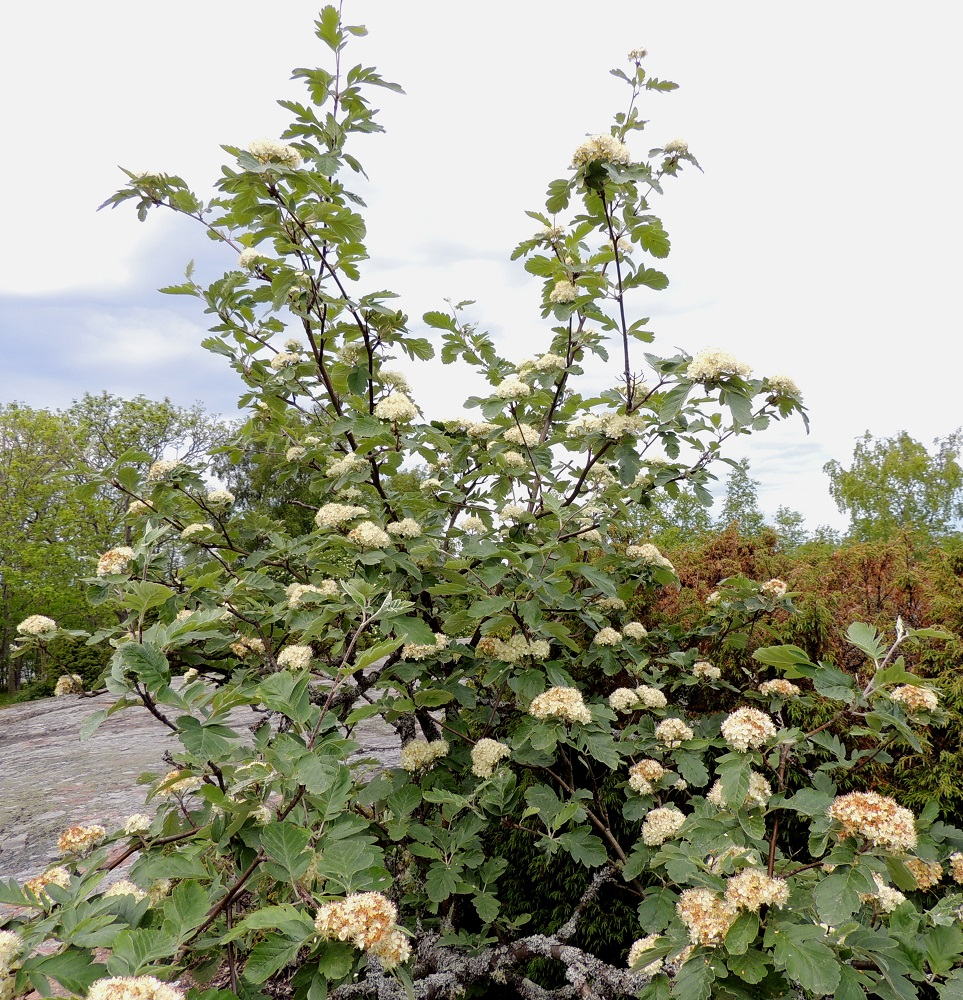Hedlundia hybrida - suomenpihlajan kasvupaikkoina ovat lähinnä kalliolehdot, kivikkoiset ja kallioiset niityt sekä kedot, rantakallioalueet ja erilaiset pientareet sekä asutuksen lähialueet. A, Lemland, Järsö, Lilla Björkö -niemen eteläpää, Söderfjärden-merenlahden rantakallioalue, 9.6.2014. Copyright Hannu Kämäräinen.