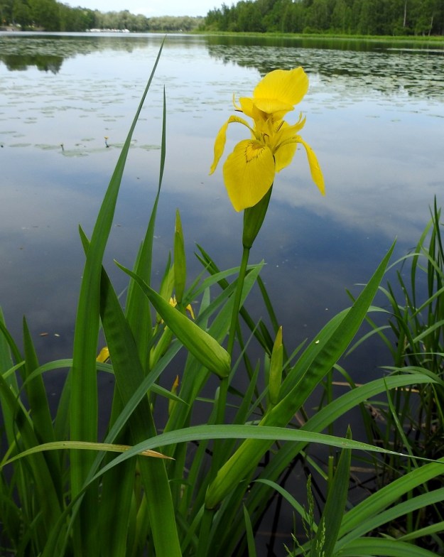 Iris pseudacorus - keltakurjenmiekan varsi on liereä ja täyteinen. Varsilehdet ovat ominaisuuksiltaan samankaltaiset kuin aluslehdetkin mutta lyhyemmät ja latvaa kohti edelleen lyhenevät. Niiden terävä laita on vartta kohden ja tyviosa on jopa 10 cm tuppimaisesti avoin ja varren ympäri sepivä. EH, Hämeenlinna, Keinusaari, Vanajaveden itäranta Varikonniemen eteläpuolella, 16.6.2020. Copyright Hannu Kämäräinen.