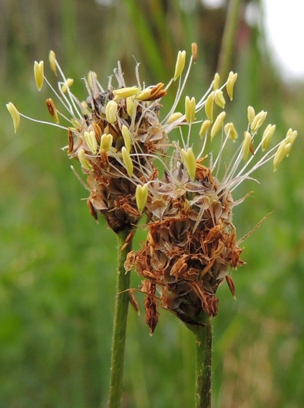 Plantago lanceolata - heinäratamon kukintotähkä on hyvin tiheä. Kukat ovat pieniä, tuulipölytteisiä ja tähkässä kierteisesti. Teriö on yhdislehtinen, neliliuskainen, kalvomainen ja yleensä harmaanvalkoinen tai vaihtelevan ruskea sekä tavallisesti noin 3-5 mm leveä. Se näkyy kuvassa parhaiten oikealla olevan tähkän kärkiosassa. Teriönliuskat ovat puikeat, teräväkärkiset, noin 1,5-2,5 mm pitkät ja leveimmältä kohtaa noin 1-1,3 mm leveät. Heteitä on neljä. Niiden palhot ovat hennot ja valkoiset. Ponnet ovat noin 1,8-2,5 mm pitkät, ennen avautumistaan terävätyviset ja keltaiset, sitten avautuessaan pyöreämuotoiset ja vaaleankeltaiset sekä lopulta kellan- tai vaaleanruskeat. A, Lemland, eteläpää, Björkö, Herröskatanin pohjoispuolisen Grillskärin niemen ketoalue, 1.6.2013. Copyright Hannu Kämäräinen.