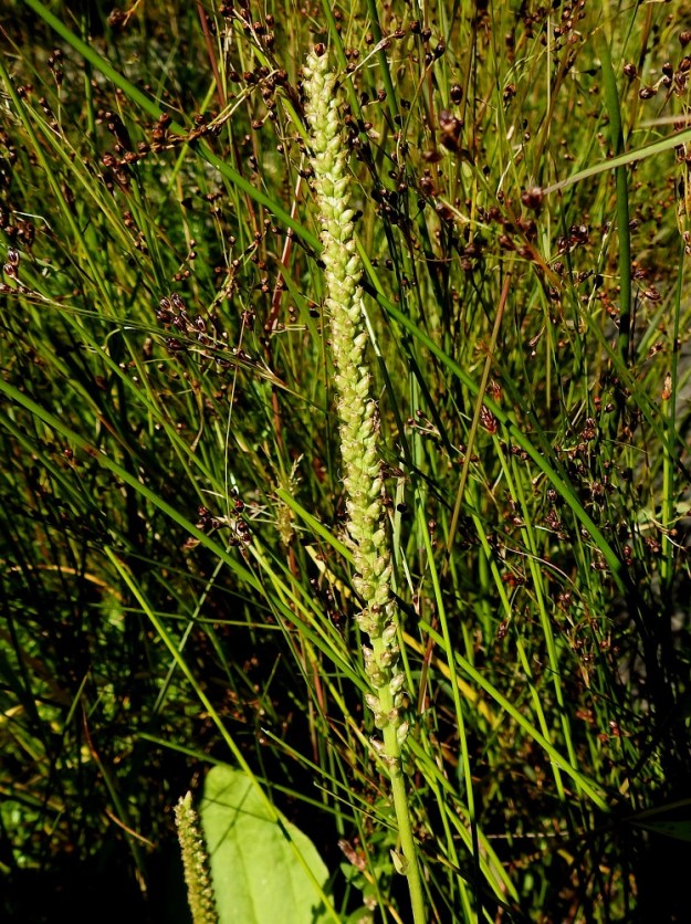 Plantago major subsp. intermedia - rantapiharatamon kukinto on alaosastaan useimmiten harvahko ja muuten tiheähkö sekä kapean lieriömäinen tähkä, joka on yleensä noin 1-15 cm pitkä ja ilman heteitä noin 5-7 mm paksu. 18.7.2021. Copyright Hannu Kämäräinen.