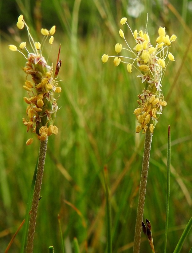 Plantago maritima - meriratamon kukinta etenee yleensä tähkän tyveltä kärkeä kohti. Tuulipölytteisissä kukissa on neljä hedettä, jotka ulkonevat noin 2-4 mm teriöstä. Palhot ovat hennot ja valkoiset. Ponnet ovat noin 1,2-1,5 mm pitkät, ennen avautumistaan terävätyviset, keltaiset tai vaaleankeltaiset ja lopulta kellan- tai vaaleanruskeat sekä ennen varisemistaan tähkän sivuilla roikkuvat. A, Lemland, Nåtö, saaren pohjoisosan luonnonsuojelualue, itäosa, laajahkon lahdelman leveä rantaniittykaista, joka aika ajoin vetinen, 18.6.2023. Copyright Hannu Kämäräinen.