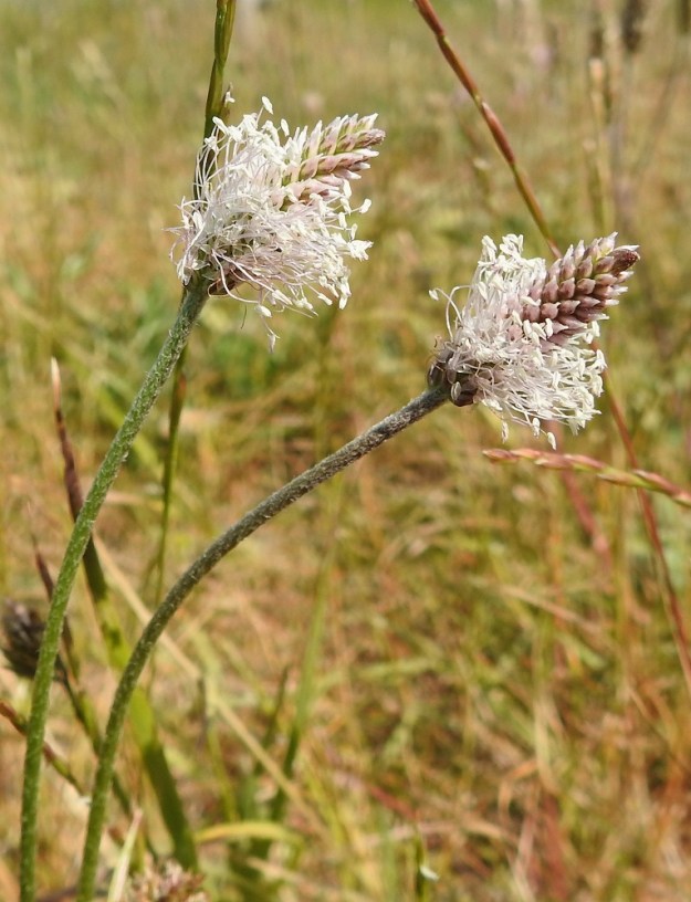 Plantago media - soikkoratamon kukintovanat ovat liereät, valkoisen pehmeä- ja myötäkarvaiset. Kukintotähkien kukinta alkaa tyveltä ja etenee kärkeä kohti samalla, kun kärki kasvaa pituutta. A, Sund, Bomarsund, päälinnoituksen raunioalueen lounaislaidan vallin päällys, 23.6.2023. Copyright Hannu Kämäräinen.