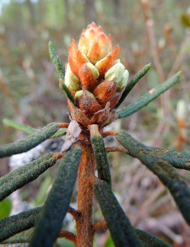 Rhododendron tomentosum - suopursun kukintonupussa uudet kukat kurkistelevat silmusuomujensa takaa. Varsien yläosat, vuosikasvaimet ja noin 2-3 mm pitkät lehtiruodit sekä silmusuomut ovat peittävästi ruskean kähärä- ja nystykarvaiset. Nuorten lehtien yläpinta on tiheästi ja lyhyesti nystykarvainen ja harvakseen hapsikarvainen. Lehtien elinkaari on noin kaksi vuotta ja ikääntyessään niiden yläpinta kaljuuntuu. EH, Hattula, Retula, Retulansaarentien ja Vanajaveden Vittiänlahden välinen, mäntyvaltainen, ojitettu rämealue, 20.5.2013. Copyright Hannu Kämäräinen.