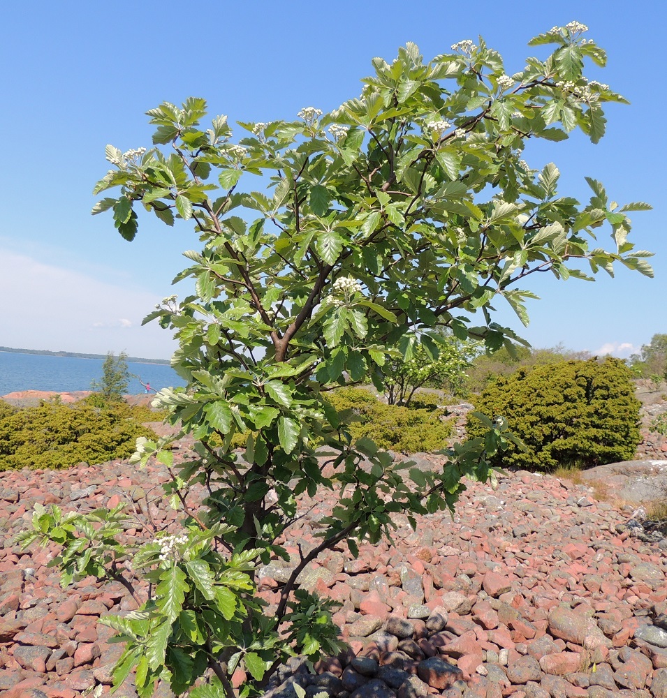 Scandosorbus intermedia - ruotsinpihlajan kasvupaikaksi riittää niukimmillaan jopa kallion rakkakivikko. Oksat ja haarat ovat yleensä ruskeat tai punaruskeat. Kuvassa taustalla seuralaisena on metsäkataja, Juniperus communis subsp. communis. A, Lemland, eteläpää, Björkö, Herröskatanin luonnonsuojelualue, niemen eteläinen merenrantakallioalue, 8.6.2014. Copyright Hannu Kämäräinen.