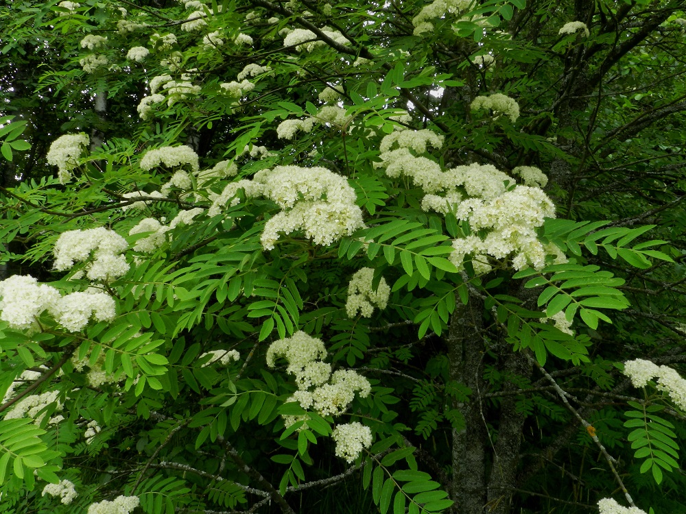 Sorbus aucuparia ssp. aucuparia - etelänkotipihlajan haarat ja oksat ovat harmaat tai harmaanruskeat. Kukinnot ovat lehdekkäiden lyhytversojen kärjessä. Ne ovat monihaaraisia ja lähes kaarevan tasalakisia kerrannaishuiskiloita. EH, Hämeenlinna, Kantola, Vanajantieltä Turun valtatielle nousevan liittymän laitametsikön reuna, 10.6.2012. Copyright Hannu Kämäräinen.