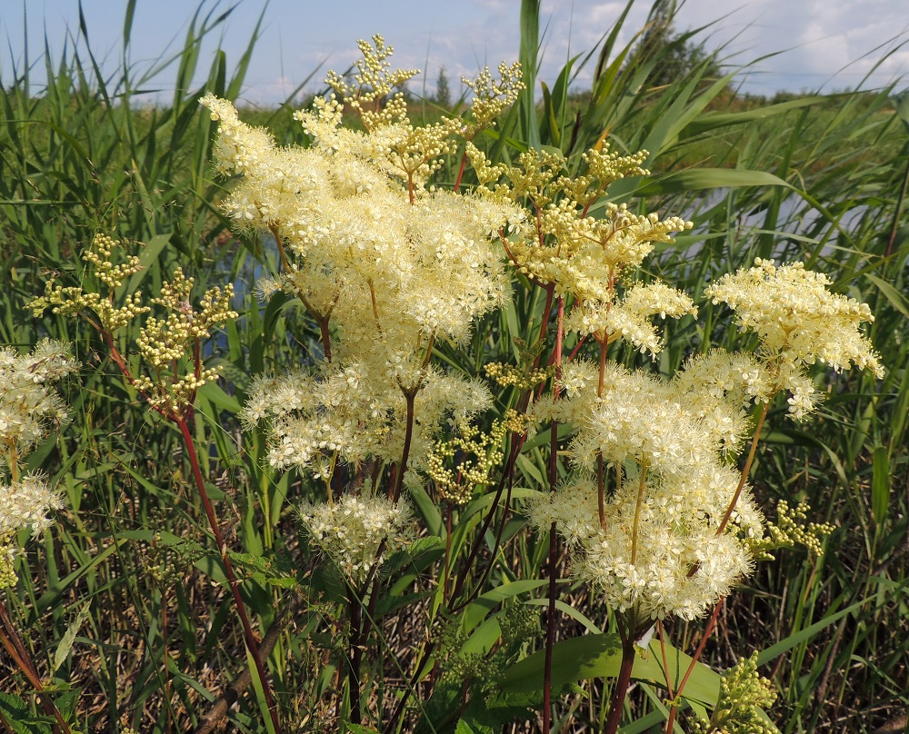 Filipendula ulmaria - (niitty)mesiangervon kukinto on varren ja haarojen kärjessä oleva laaja, hyvin runsaskukkainen ja tuoksuva kerrannaishuiskilo, joka on pituuttaan kapeampi, yleensä noin 5-25 cm pitkä ja noin 4-20 cm leveä. OP, Oulu, Oulunsalo, Pajuniemi, Riuttu, Hailuodon lauttarantaan vievän tien lounaispuolinen, Riutunkainalo-merenlahden ranta-alue, 17.7.2015. Copyright Hannu Kämäräinen.