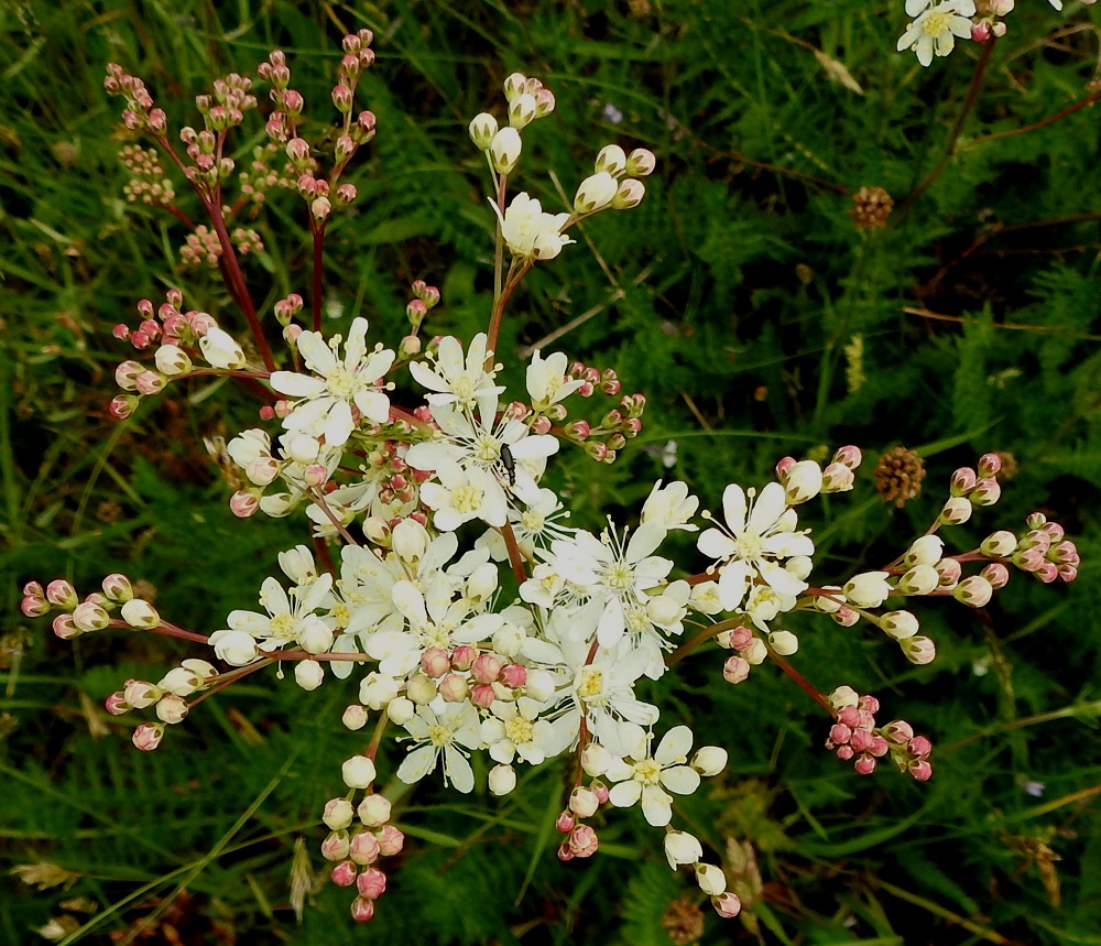 Filipendula vulgaris - sikoangervon kukinto on yleensä laajasti sivulle päin haarova ja pituuttaan leveämpi. A, Lemland, Nåtö, saaren pohjoisosan luonnonsuojelualue biologisen aseman (Norrgård) kaakkoispuolella, Järsövägenin varrella oleva kallioketoalue, 10.6.2024. Copyright Hannu Kämäräinen.