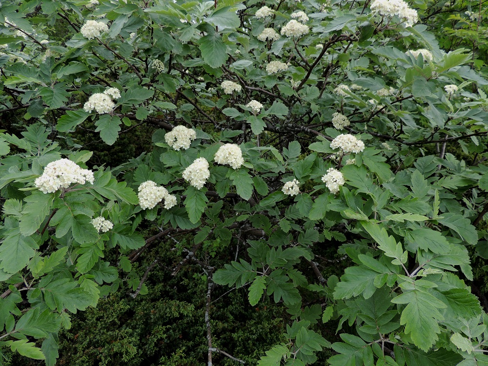 Hedlundia hybrida - suomenpihlaja on syntynyt tuhansia vuosia sitten (koti)pihlajan, Sorbus aucuparia ja ruotsinpihlajan, Scandosorbus intermedia, risteytymisen tuloksena. Tähän viittaa tieteellinen lajinimikin. Kantalajien vaikutus on helposti nähtävissä lehdistä. A, Lemland, Järsö, Lilla Björkö -niemen eteläpää, Söderfjärden-merenlahden rantakallioalue, 9.6.2014. Copyright Hannu Kämäräinen.