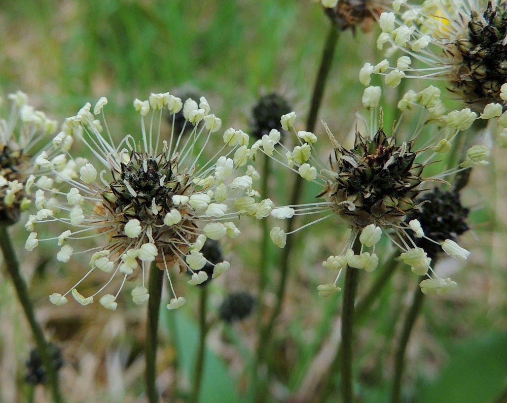 Plantago lanceolata - heinäratamon pallerotähkät ovat parhaassa, joka suuntaan sojottavassa hedevarustuksessaan kuin avaruuden perinteiset satelliitit. Heteet ulkonevat noin 3-6 mm teriöstä. A, Eckerö, Storby, postitalon eteläpuolinen kallioketoalue, 29.5.2013. Copyright Hannu Kämäräinen.