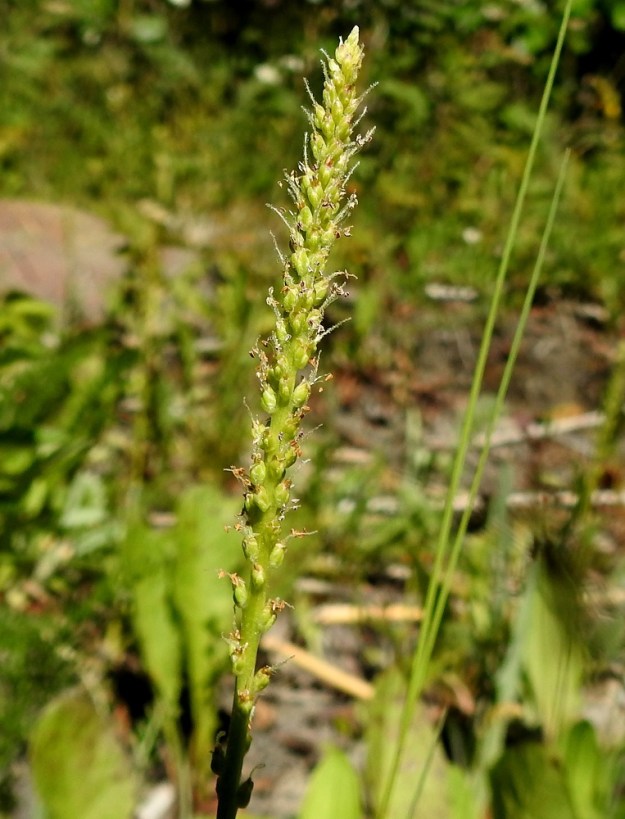 Plantago major subsp. intermedia - rantapiharatamon kukat ovat pieniä, tuulipölytteisiä ja tähkässä kierteisesti. Kukinta etenee tyveltä kärkeä kohti ja samalla tähkä kärjestään pitenee. 18.7.2021. Copyright Hannu Kämäräinen.