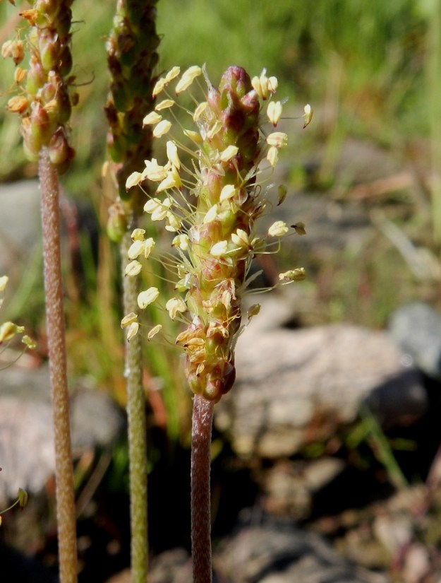 Plantago maritima - meriratamon kukintotähkä näyttää edellisestä kuvasta poiketen toisinaan kukkivan yhtä aikaa koko pituudeltaan. St, Pori, Reposaari, kaakkoisosa, lounainen merenranta Linnakepuiston kohdalla, laaja, kivikkoinen ja osin veden vallassa oleva ranta-alue, 19.7.2012. Copyright Hannu Kämäräinen.