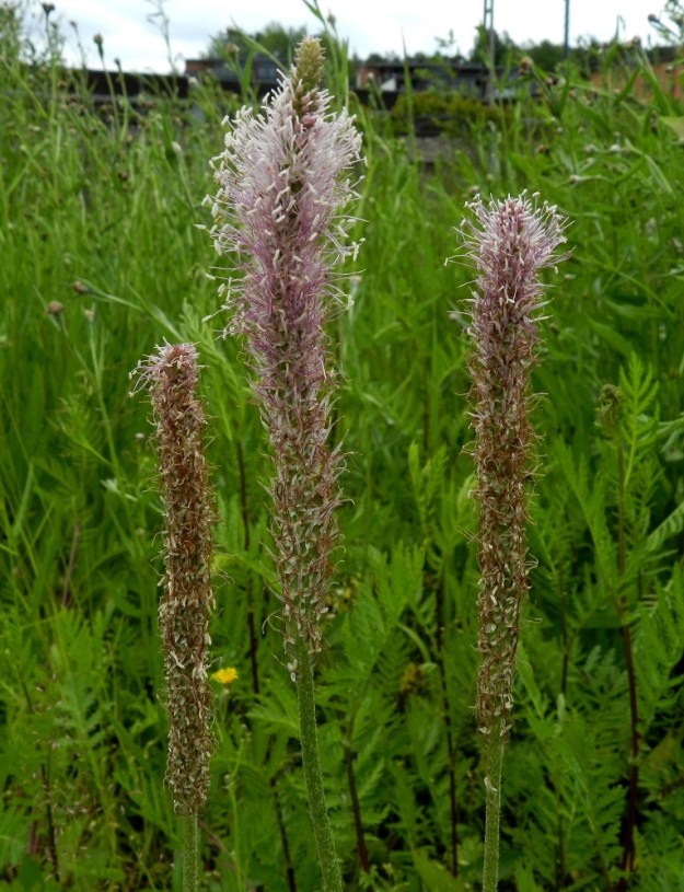 Plantago media - soikkoratamon kukinto on tiheä ja kapean lieriömäinen tähkä, joka on yleensä noin 2-8 cm pitkä ja ilman heteitä noin 5-6 mm paksu. EH, Hämeenlinna, Sairio, Sairionranta, Vanajaveden rantaa kulkevan ulkoilureitin ja rata-alueen välinen niitty- ja ketokaista, 30.6.2012. Copyright Hannu Kämäräinen.