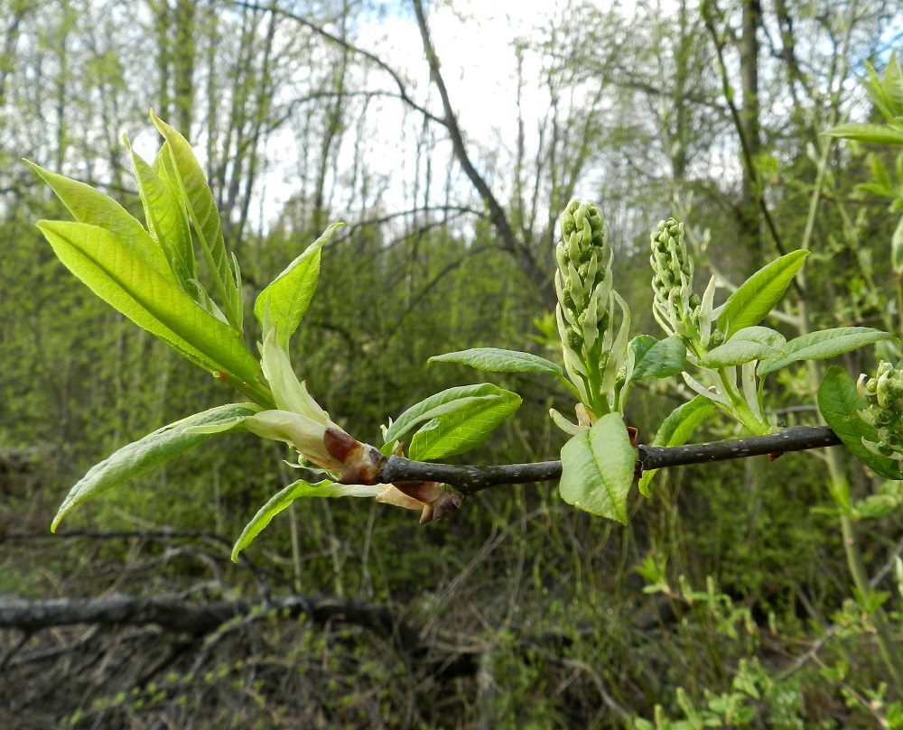Prunus padus subsp. padus - etelänlehtotuomen nuoret oksat ovat punaruskeat tai tummanruskeat. Lehdet puhkeavat ennen kukintaa. Kukat ovat monikukkaisina terttuina. Kukkien tyvellä on vielä nuppuvaiheessa lähes valkoinen, suikeahko ja useimmiten noin 10-25 mm pitkä sekä noin 2-4 mm leveä tukilehti, joka varisee kukinnan alkaessa. EH, Hämeenlinna, Luolaja, Aleksis Kiven kadun varsi Leppiniemen tilan peltoalueen vieressä, Hattelmalanjärven rantametsän laita luonnonsuojelualueen rajalla, 10.5.2012. Copyright Hannu Kämäräinen.