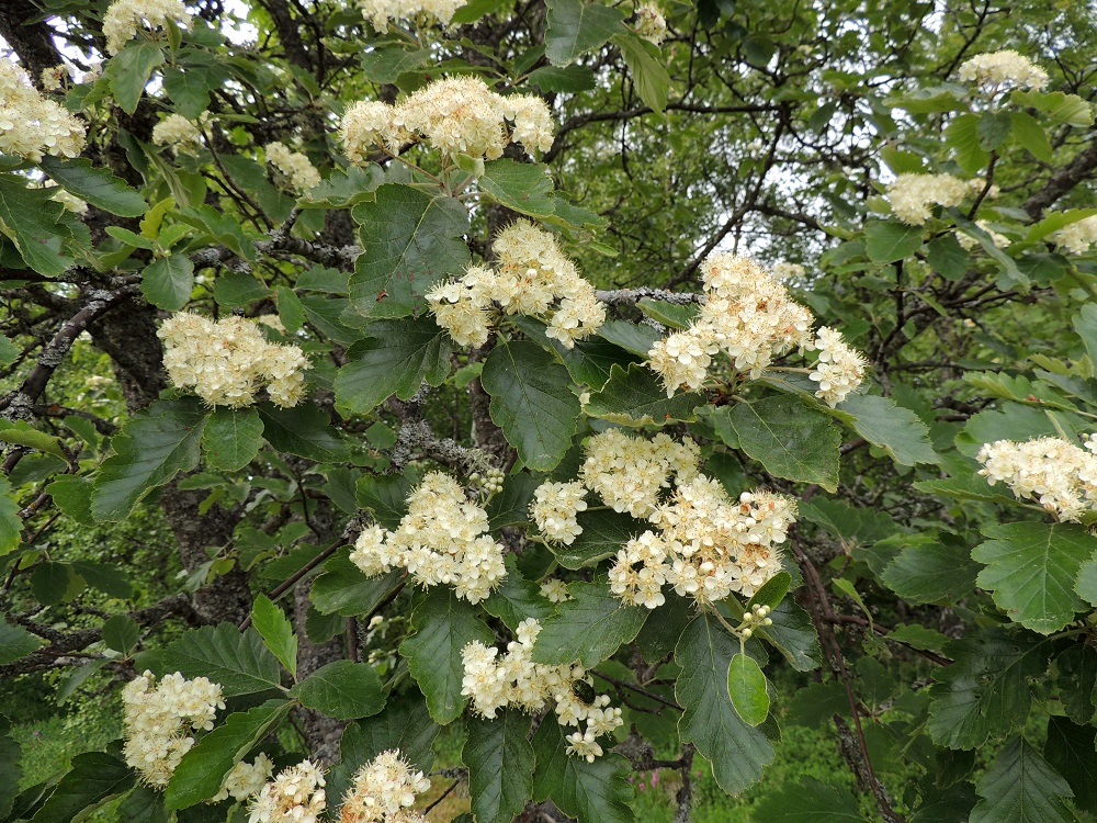 Scandosorbus intermedia - ruotsinpihlaja on uhanalaisuusarvioinnissa todettu vaarantuneeksi (VU). Se on rauhoitettu Ahvenanmaalla. Tieteellinen lajinimi intemedia tarkoittaa välimuotoista. Nimi viittaa lajin syntyhistoriaan, joka sai alkunsa vasta viimeisimmän jääkauden jälkeen kahden muun pihlajalajin risteytymisen tuloksena. 13.6.2014. Copyright Hannu Kämäräinen.