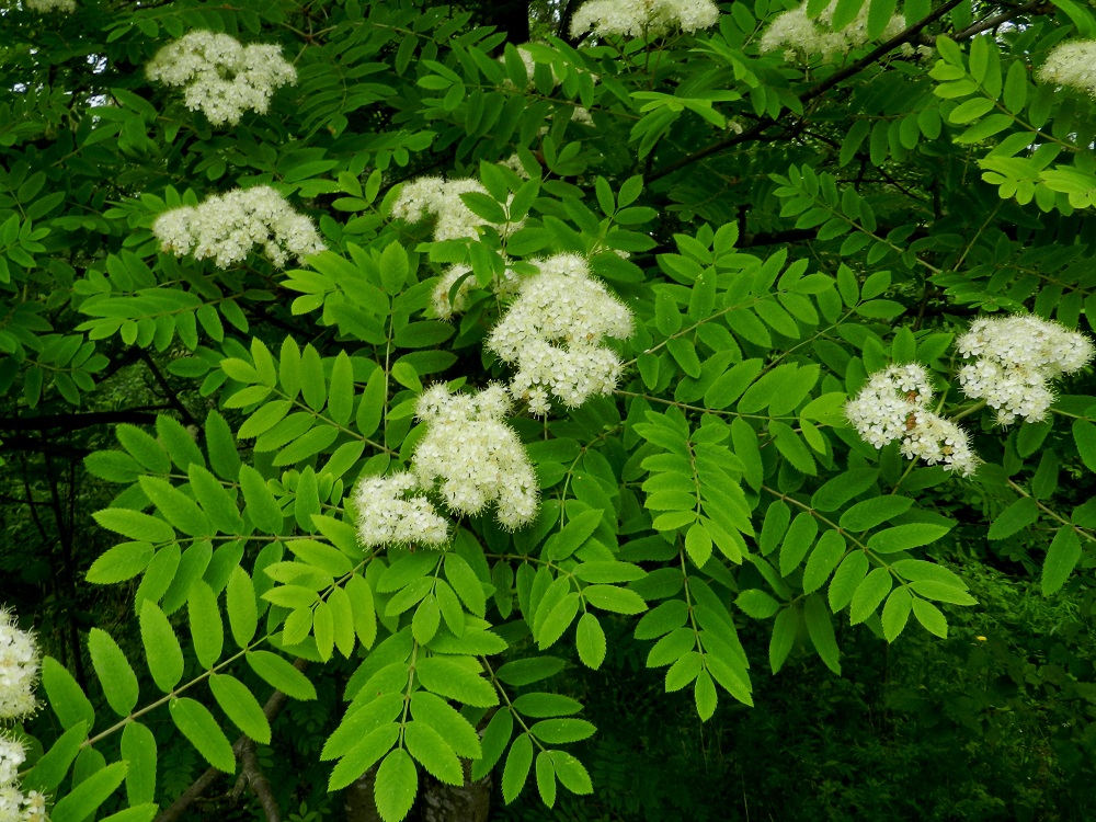 Sorbus aucuparia ssp. aucuparia - etelänkotipihlajan lehdet ovat vuosiversoissa kierteisesti. Lehtilapa on parilehdykkäinen ja ulkomitoiltaan useimmiten noin 10-16 cm pitkä ja leveimmältä kohtaa noin 6-12 cm leveä. EH, Hämeenlinna, Keinusaari, Varikonniemen tyvi radan varressa, metsikköalueen laide, 9.6.2012. Copyright Hannu Kämäräinen.