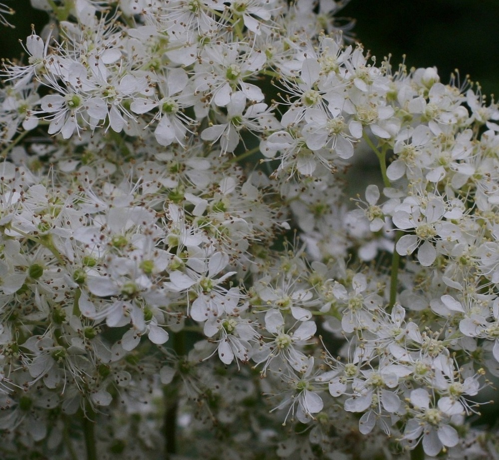 Filipendula ulmaria - (niitty)mesiangervon teriö on säteittäinen, valkoinen tai kermanvalkoinen ja yleensä noin 6-7 mm leveä. Terälehtiä on useimmiten viisi ja harvoin kuusi. Ne ovat kärkiosastaan lähinnä leveänsoikeat tai pitkänpyöreät ja tyviosastaan jyrkästi kynneksi kapenevat. Pituutta niillä on tyviosan kanssa tavallisesti noin 2,5-3 mm ja leveyttä leveimmältä kohtaa noin 1,5-2 mm. EH, Hämeenlinna, Majalahti, Hirsimäki, Näsiäntien ja maakaasulinjan välinen, rehevä metsäalue, 22.7.2009. Copyright Hannu Kämäräinen.