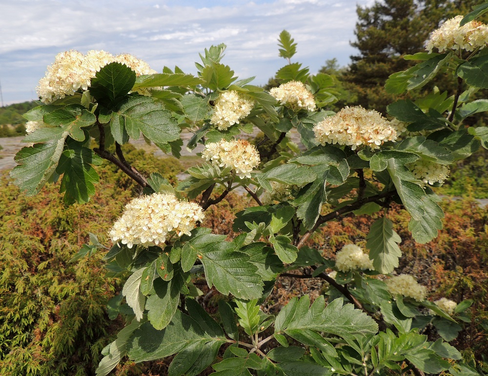 Hedlundia hybrida - suomenpihlajan kukinnot ovat lehdekkäiden lyhytversojen kärjessä. Ne ovat monihaaraisia ja lähes kaarevan tasalakisia kerrannaishuiskiloita. Oksat ja vuosikasvaimet ovat yleensä ruskeat tai punaruskeat. A, Lemland, Järsö, Lilla Björkö -niemen eteläpää, Söderfjärden-merenlahden rantakallioalue, 9.6.2014. Copyright Hannu Kämäräinen.